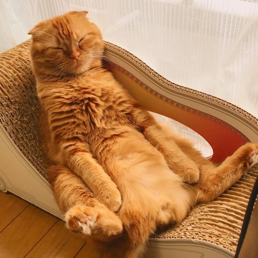 スコティッシュフォールドのこむぎちゃん