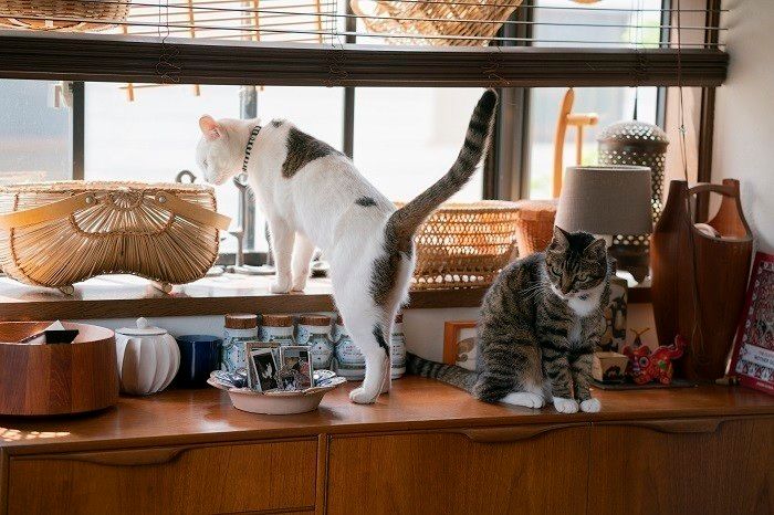 家族である猫たちには、できるだけ自由に生活させてあげたい