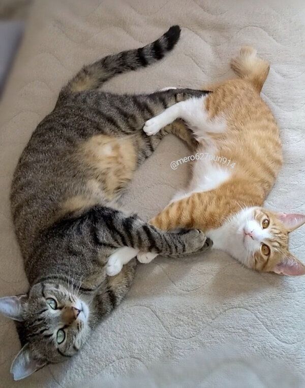 仲良しなプリンちゃんとメロンくん