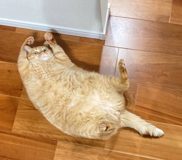 モフられる覚悟を決めたすずくん