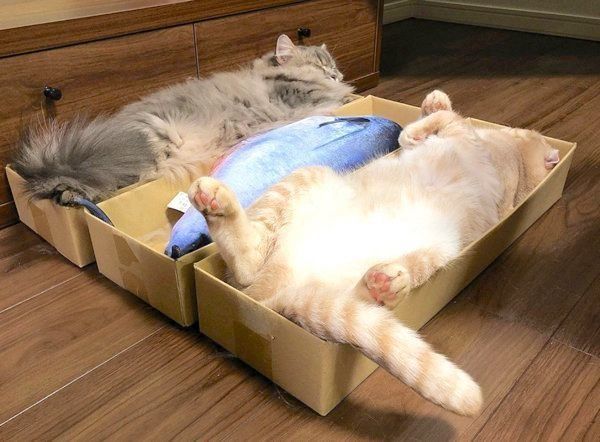 くつろぐスコティッシュフォールドとラガマフィン