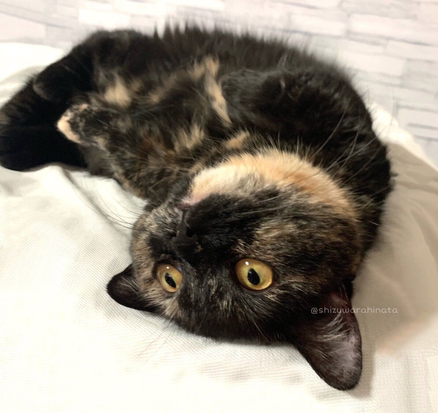 まったりするしずくちゃん