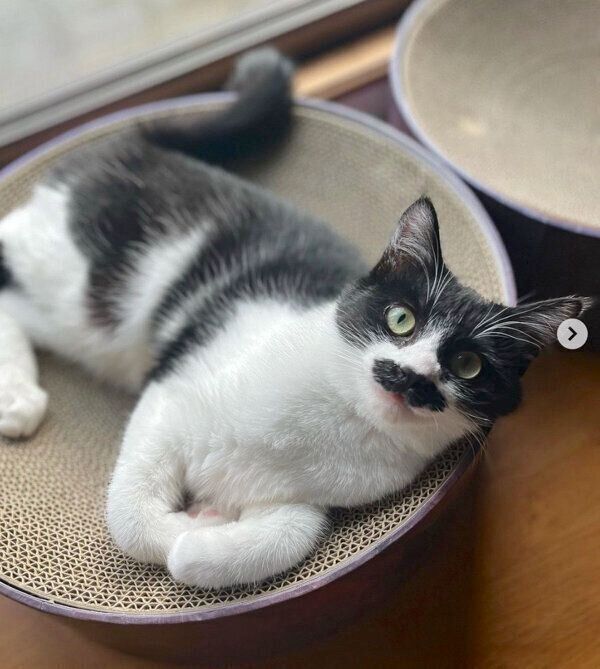 くつろぐむーちゃん