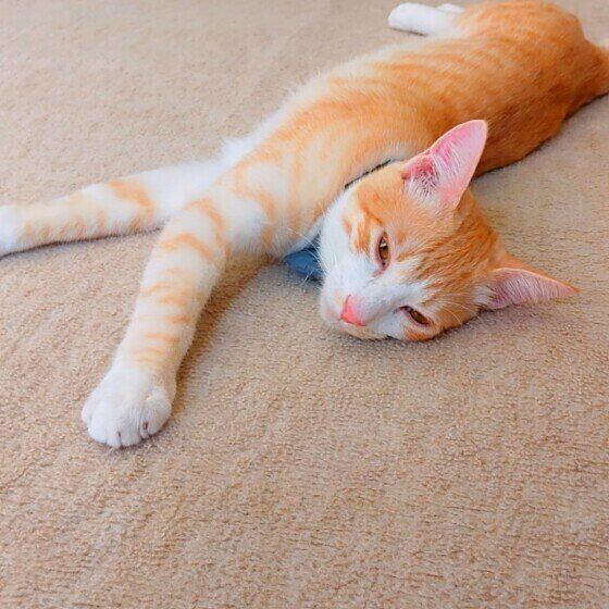床に寝転がる茶トラ猫