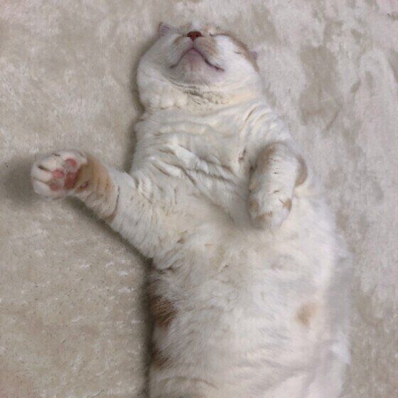 スコティッシュフォールドのふわちゃん