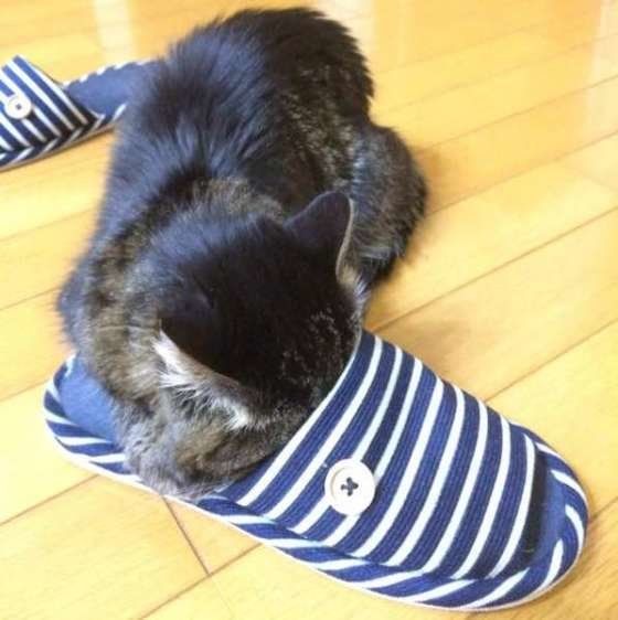 ニオイを嗅ぐ猫