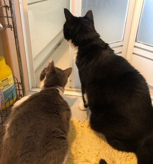 お風呂を覗く猫