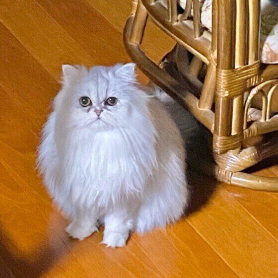 ペルシャのあいちゃん