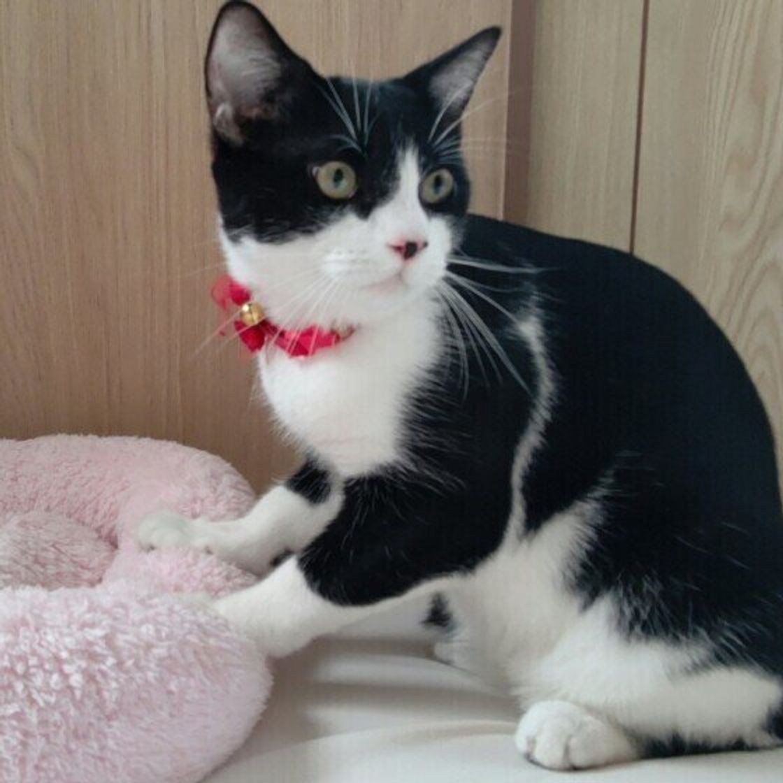 猫が ふみふみ するのはどうして されやすい人の特徴とは ねこのきもちweb Magazine 猫が ふみふみ するのはどうして されやすい人の特徴とは ねこのきもちweb Magazine