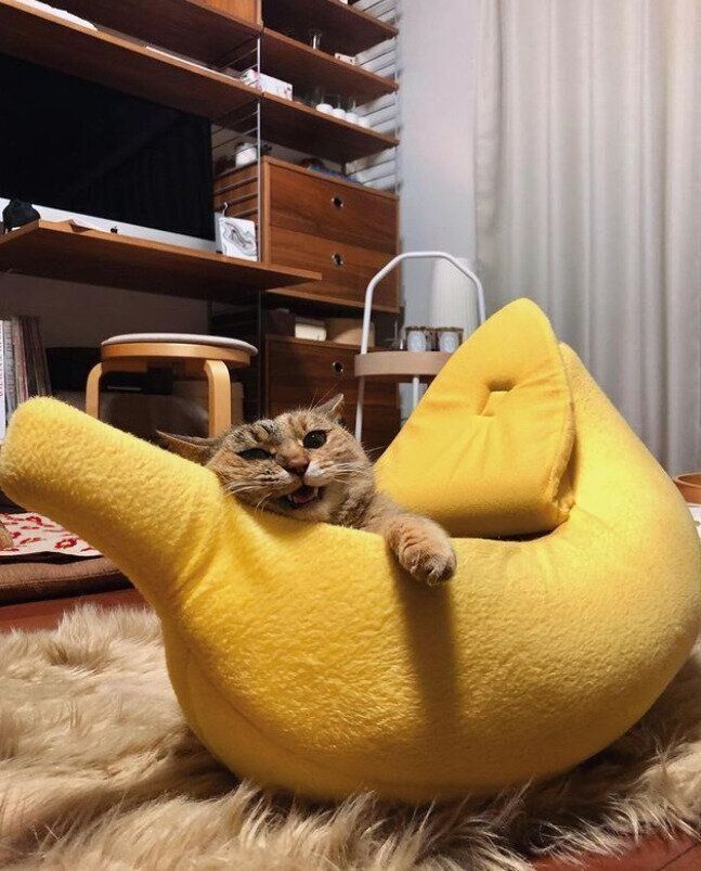 バナナ型の猫ベッド