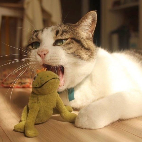 ぬいぐるみで遊ぶすずくん