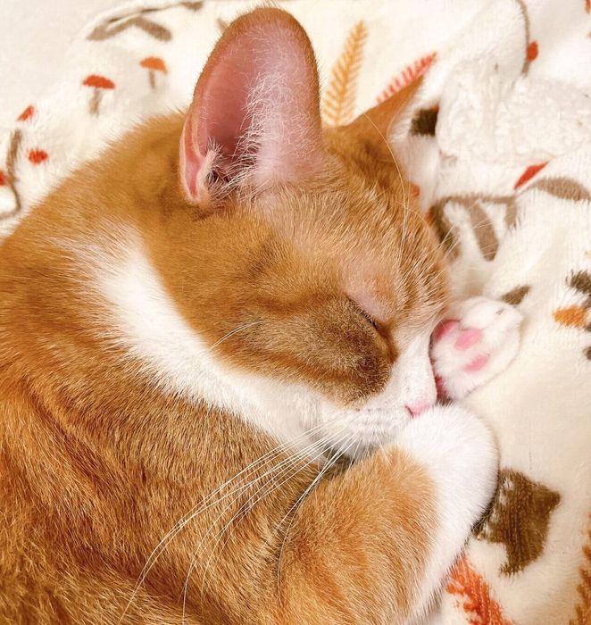 気持ちよさそうに眠るきなこちゃん