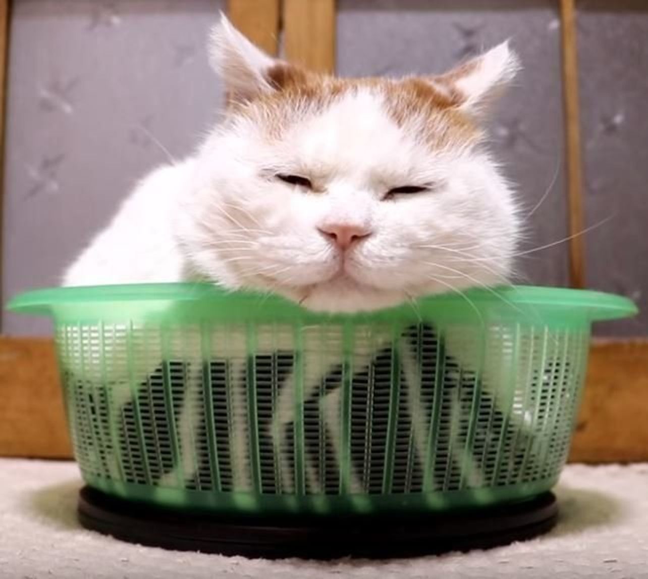 緑のカゴにジャストフィットする猫 ゆっくり回してみても ねこのきもちweb Magazine 緑のカゴにジャストフィットする猫 ゆっくり回してみても ねこのきもちweb Magazine