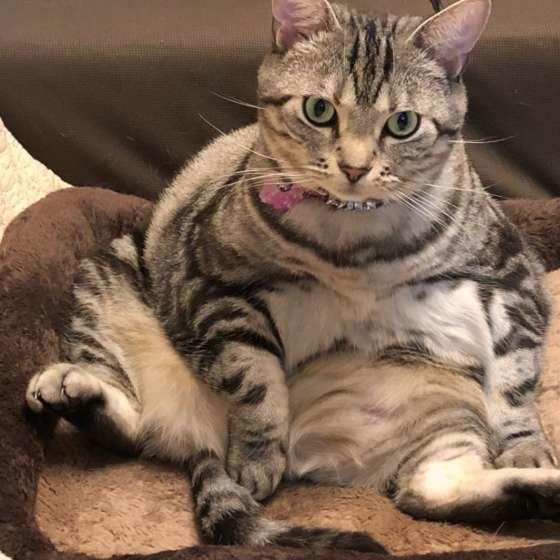 ぽっちゃりしたアメリカンショートヘア