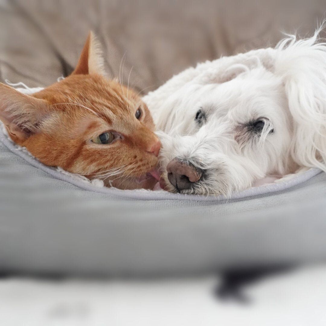 小雪ちゃんとにゃんちゅーくん