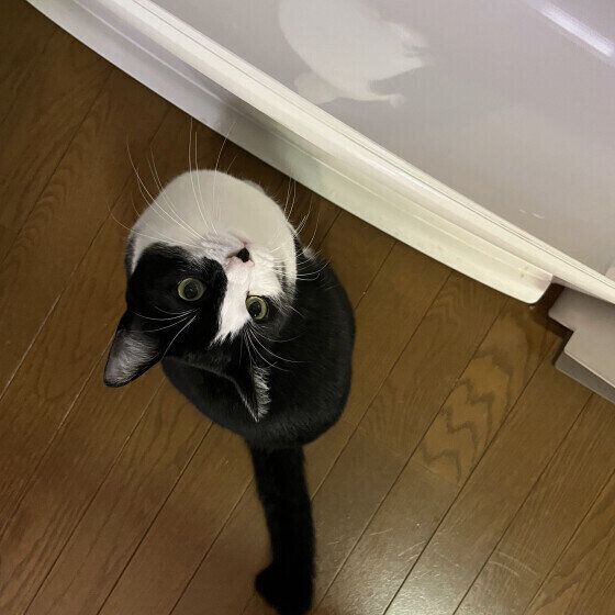 おねだりする黒白猫