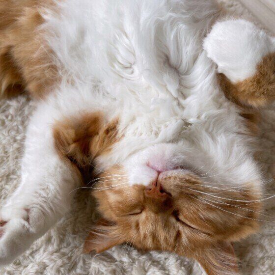 MIX茶×白のまるくん