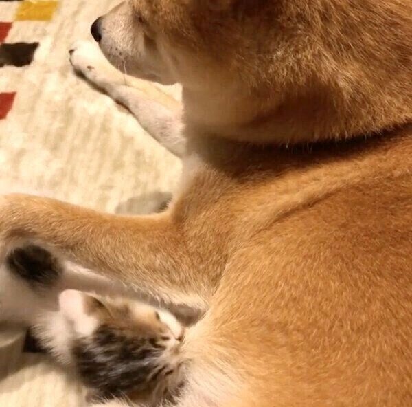 リンタローくんのおっぱいを探すちくわくん
