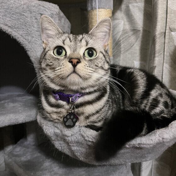 アメリカンショートヘアのミヤくん♪