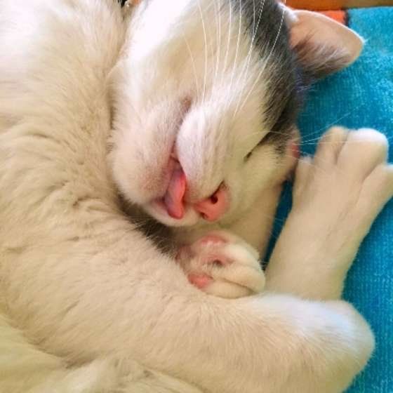 MIX 黒×白たまちゃん、足を抱える寝相