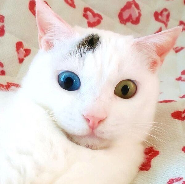 びっくりするはなちゃん