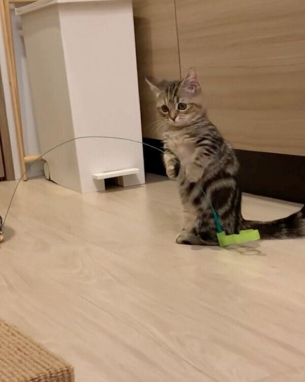 おもちゃで遊ぶかぼすちゃん