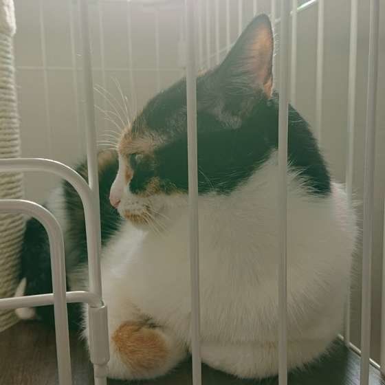 MIX　ミケのきりんちゃん