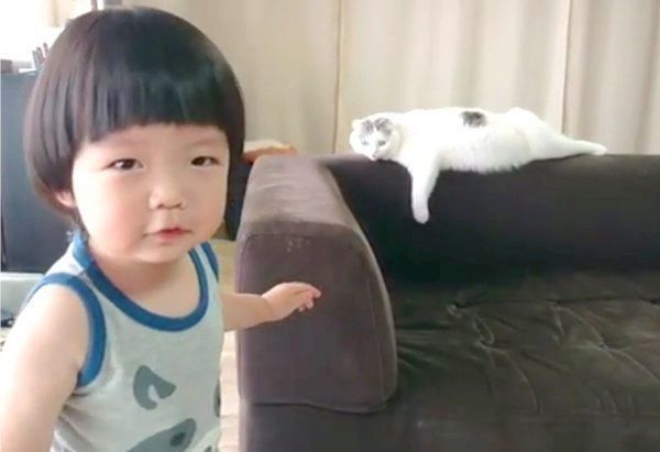 男の子に惑わされるスコティッシュフォールド