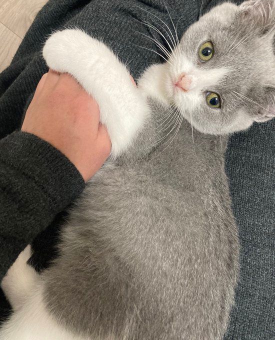 飼い主の膝の上でくつろぐブリティッシュショートヘアの子猫