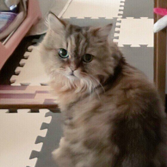 ペルシャのきららちゃん