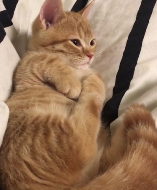 自分のしっぽが気になる猫