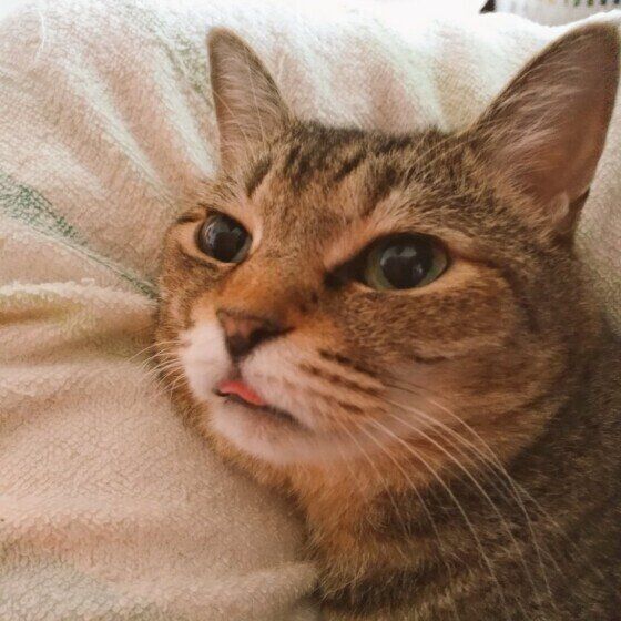 寝起きのキジトラ