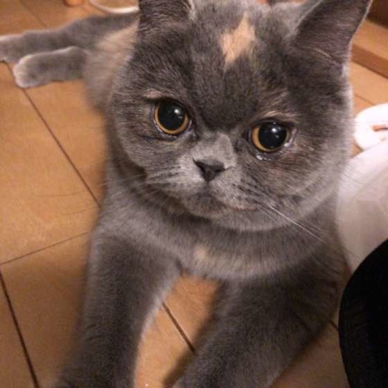 見つめるエキゾチックショートヘア