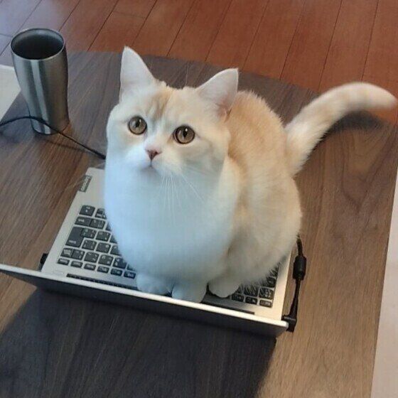 キーボードの上に乗るマンチカン