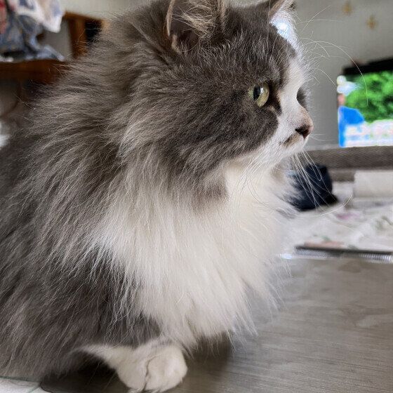 マンチカンのしゃもじくん