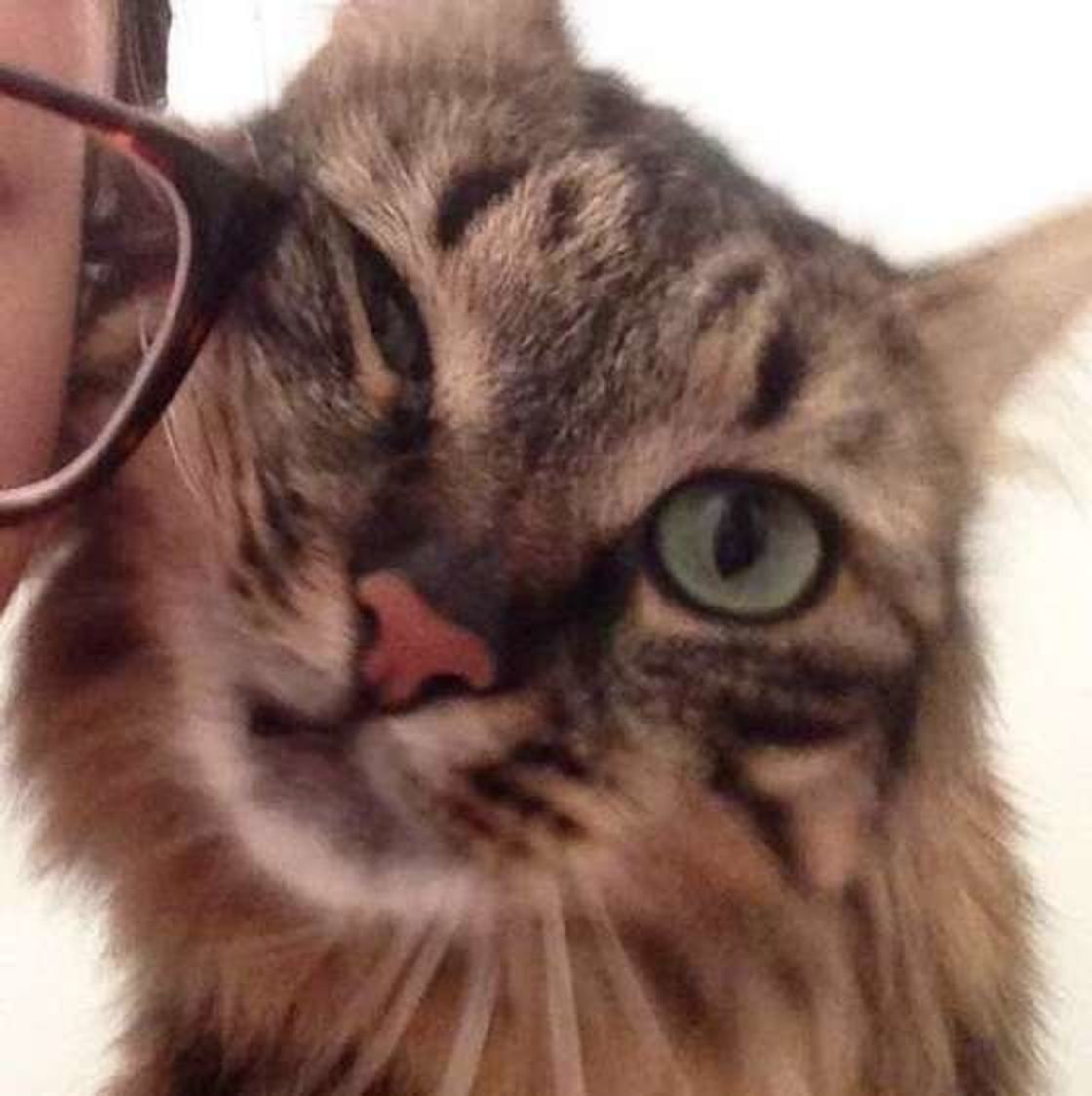 いつもと違くない 猫が激しいスリスリをするときの心理とは ねこのきもちweb Magazine いつもと違くない 猫が激しいスリスリをするときの心理とは ねこのきもちweb Magazine