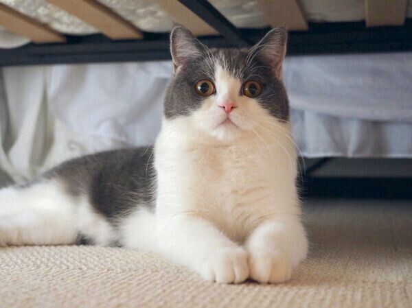 見つめるおもちちゃん