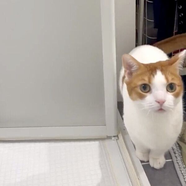 呆然とするもち丸くん