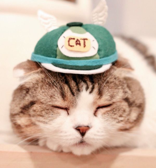 肉球がかわいい猫