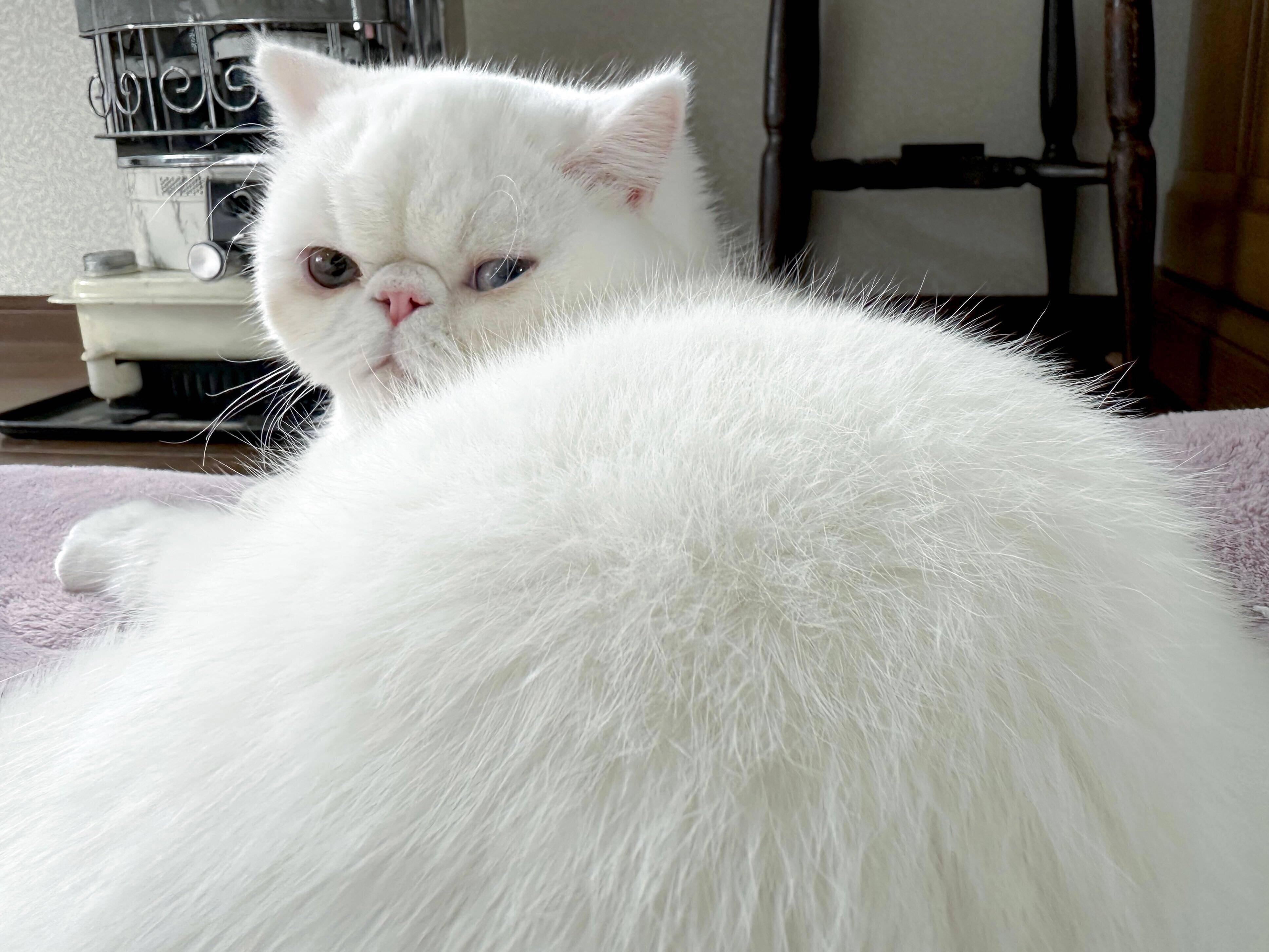 フワフワな被毛もかわいいここなつちゃん