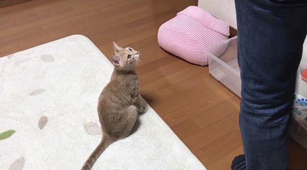 見上げる猫