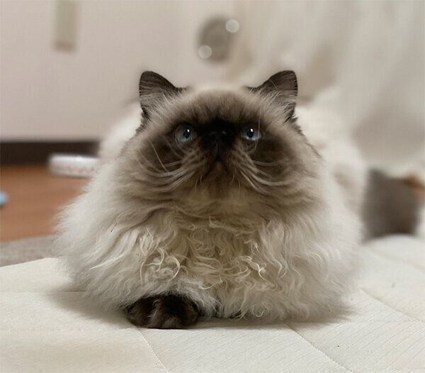 上目遣いをする麦くん