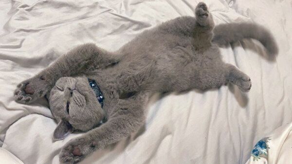 ヘソ天するつみれちゃん