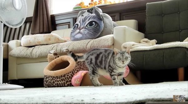 飼い主さんを助けるアメリカンショートヘア