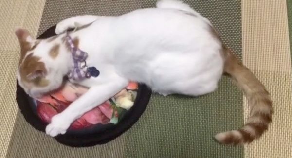 新しいクッションが気になる猫