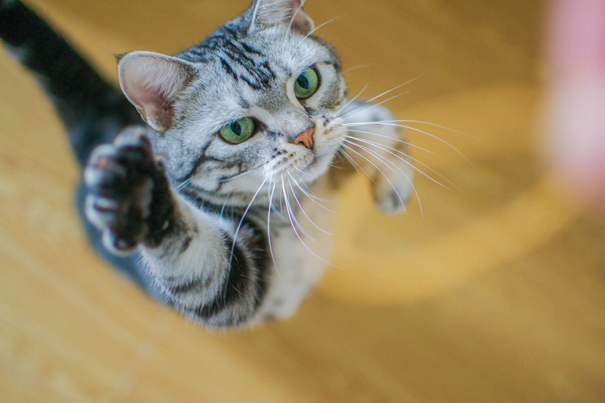 ジャンプする猫