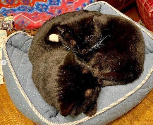 くっついて寝るしげるくんとちゃぷちゃん