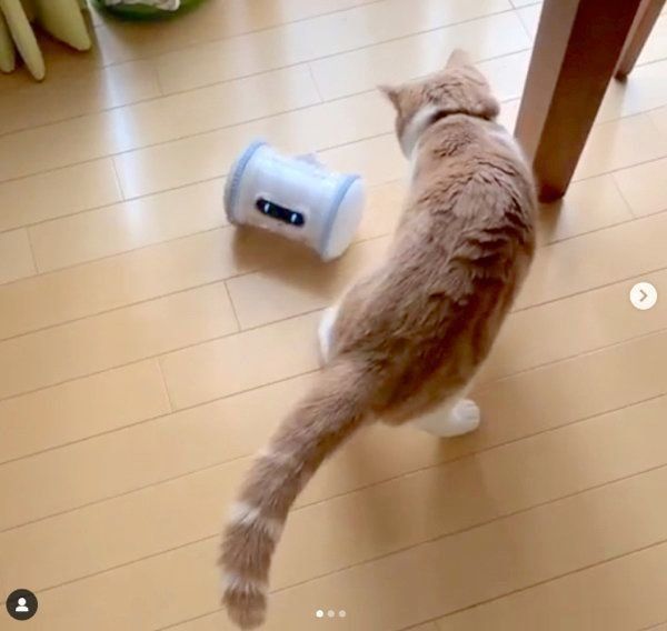 VARRAMに興味を示すスコティッシュフォールド