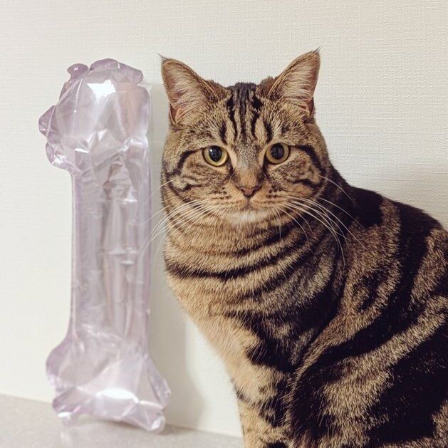 飼い主を見る猫