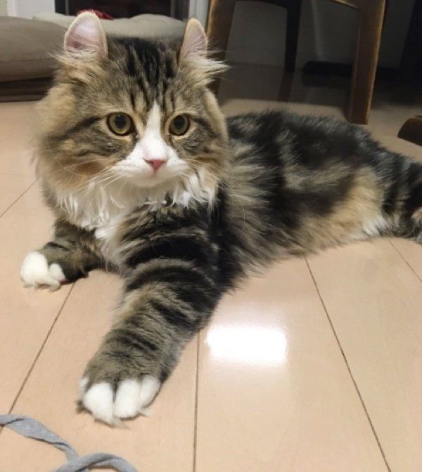 くつろぐみつばくん